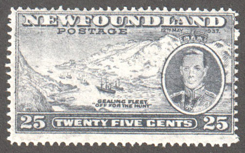Newfoundland Scott 242 Mint F (P14.1) - Click Image to Close